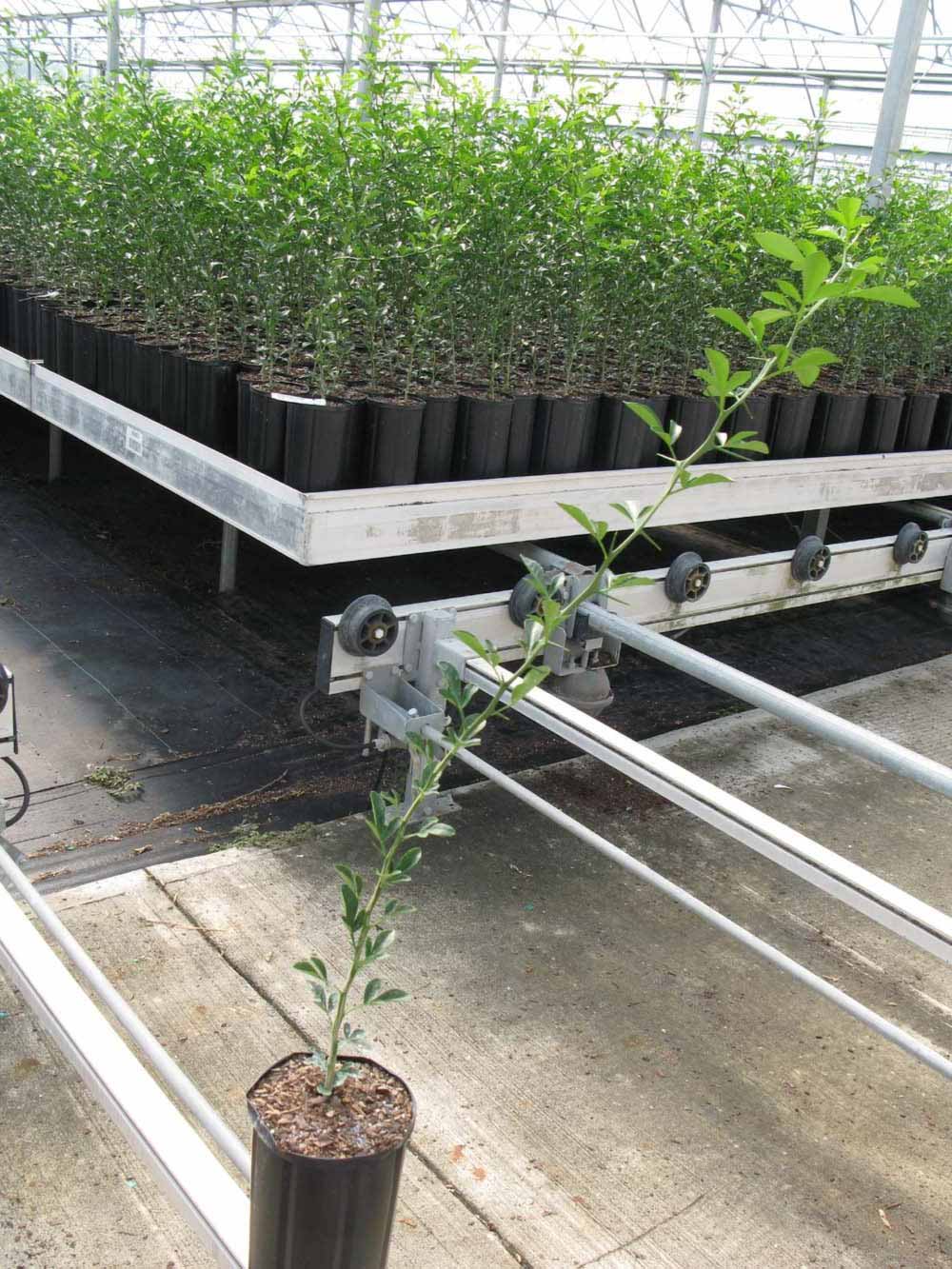              Habit (Phillip Rucks Citrus Nursery, Frostproof, FL)       